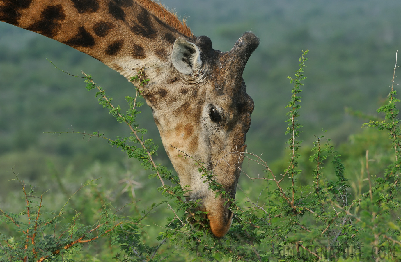 Giraffa giraffa giraffa [550 mm, 1/125 sec at f / 16, ISO 1600]